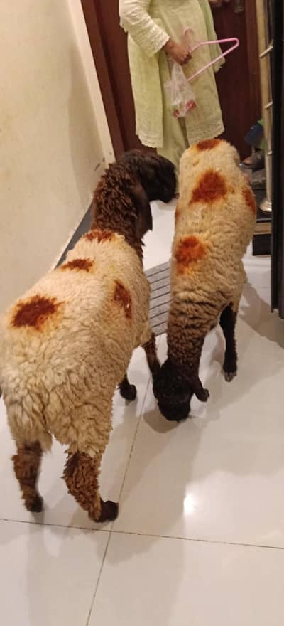 desi chatra goat sheep