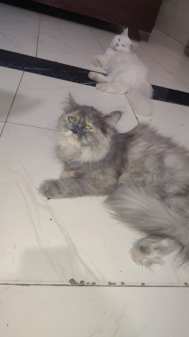 pair available 3
