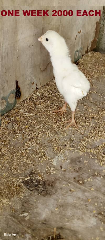 Top-Quality White O Shamo Chicks Available!