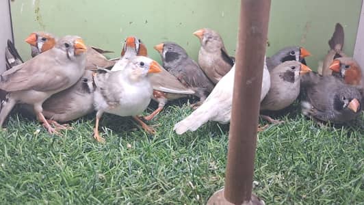 Zebra finch
