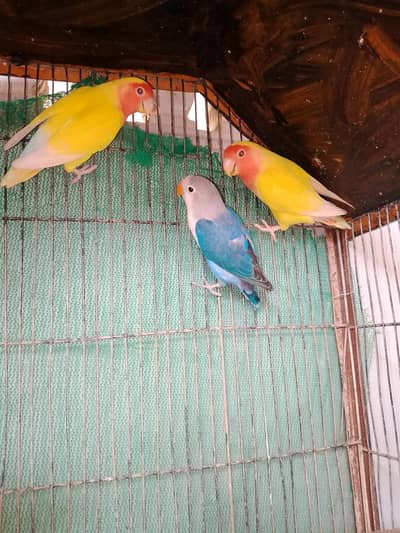 lotino Red eyes female -blue ficher male I think