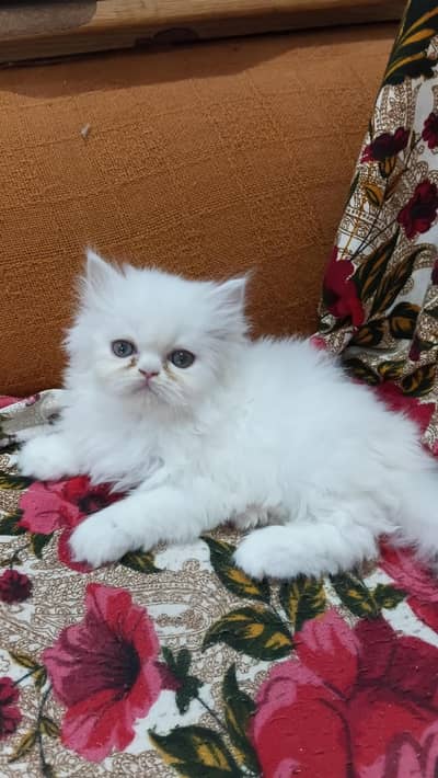 5 kitten sabki different price hn