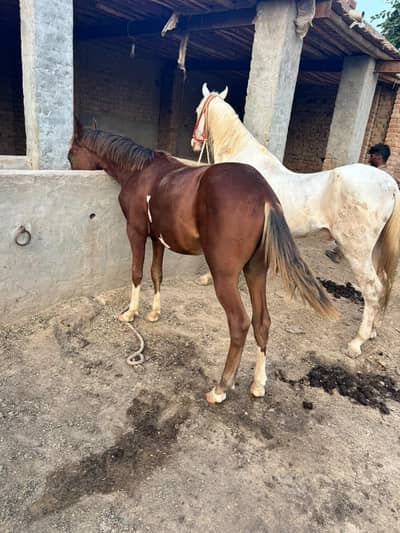 Horse
