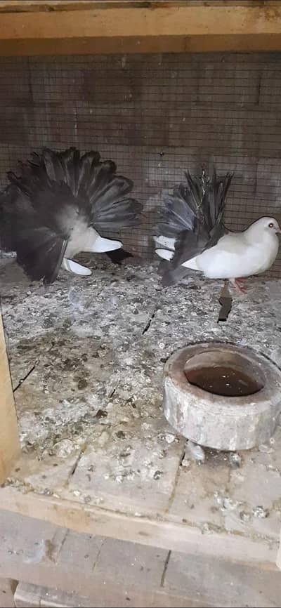 Gary tail 0kali chicks available