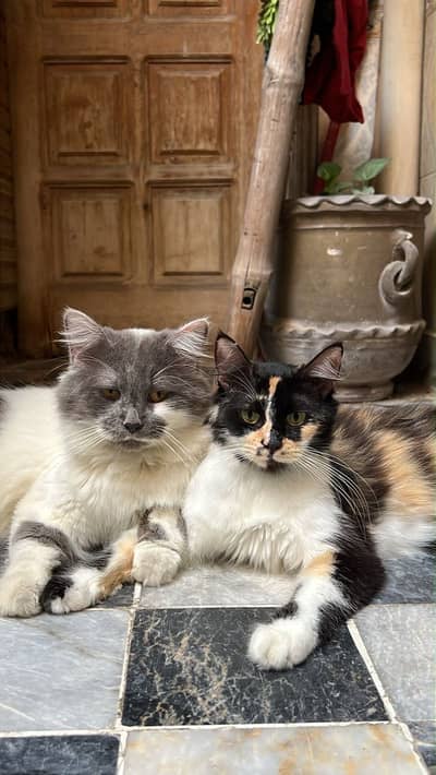 Beautiful and playful cat pair!