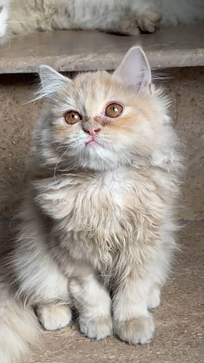 3 months female Persian cat. Not vaccinated. No health issue