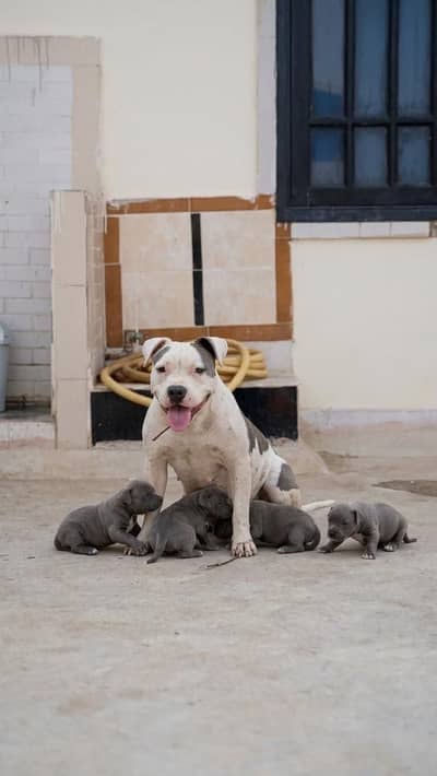 American bully for sale
