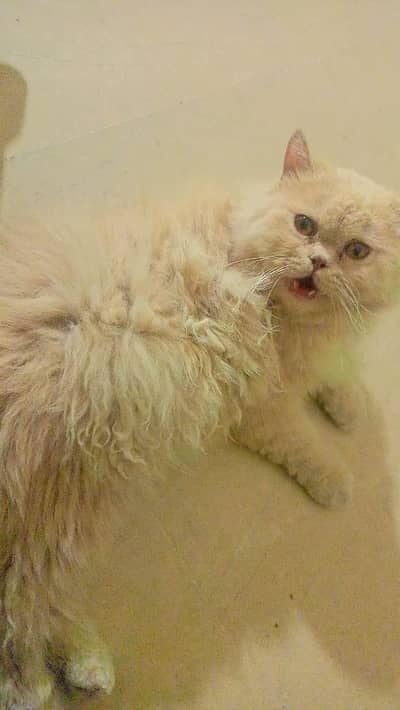Sayami Blue eyes White Blue eyes Brown Male cat