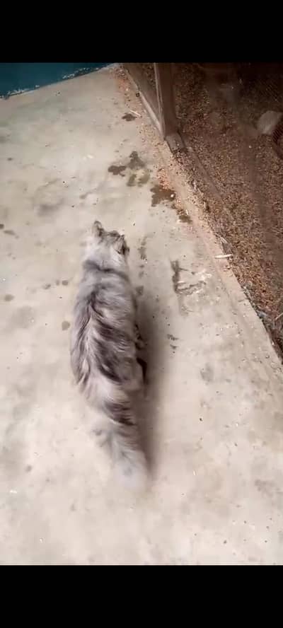 grey pershion cat