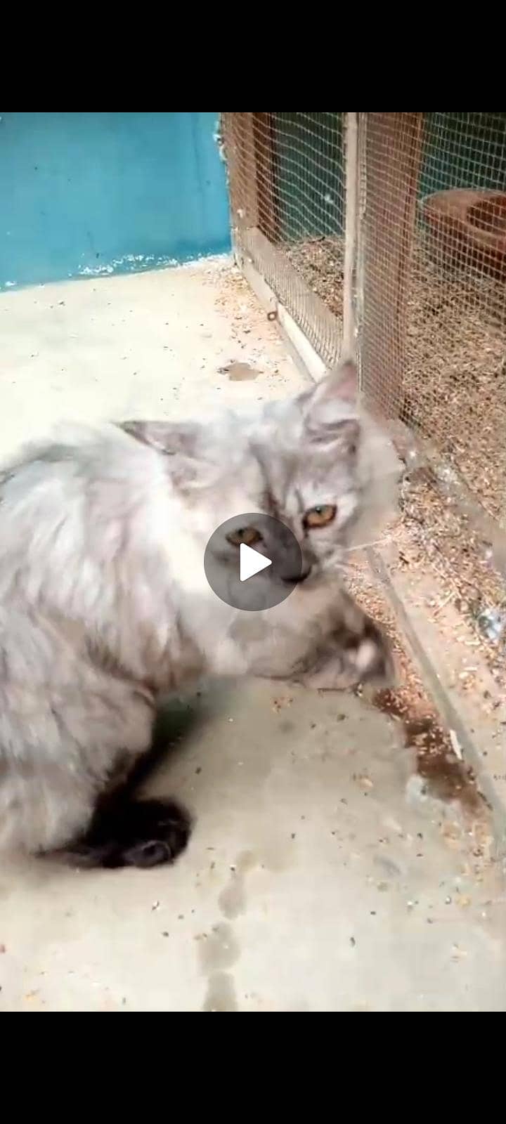 grey pershion cat - Cats - 1120916086