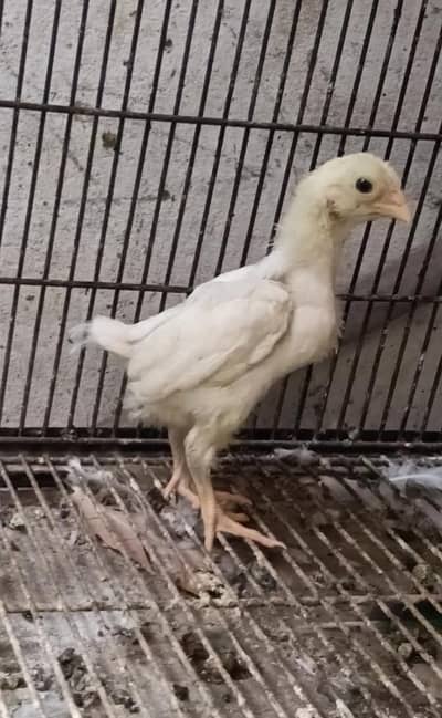 Ko Shamo chicks