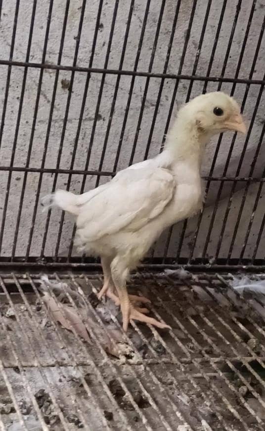 Ko Shamo chicks 0