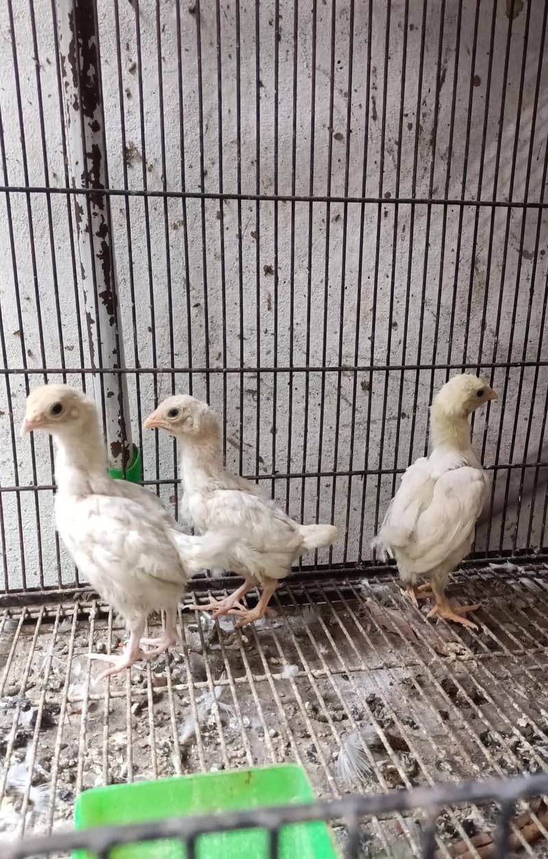 Ko Shamo chicks 1
