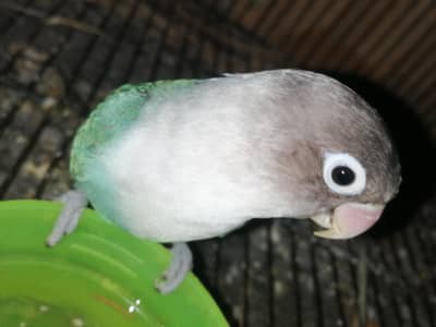 love birds pair