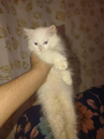 double & triple coore cats baby