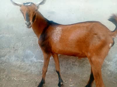 barbari bakra bakri jori for sale