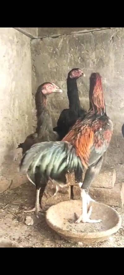 shamo and thay croos high quality bards foresale
