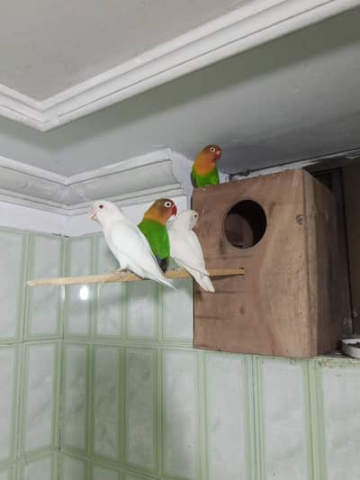 lovebirds breeder pairs