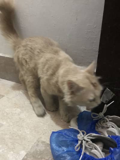 Selling cat