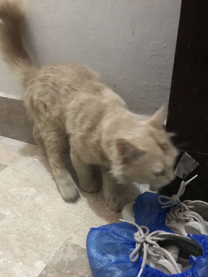 Selling cat 0