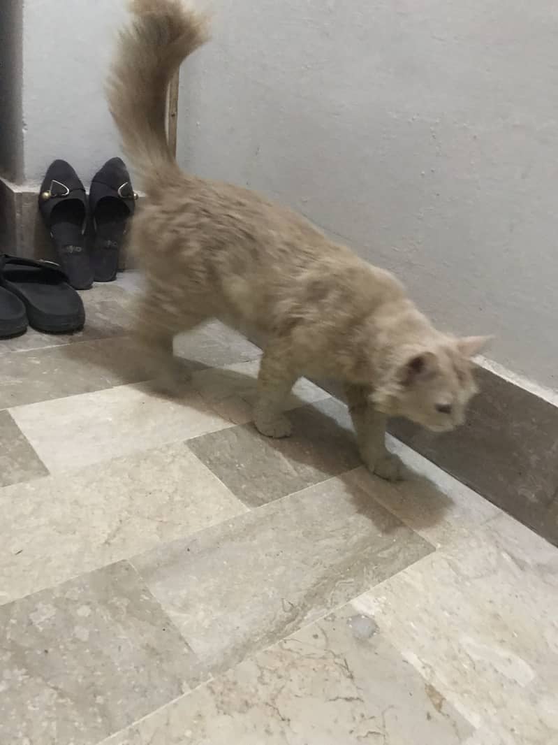 Selling cat 1