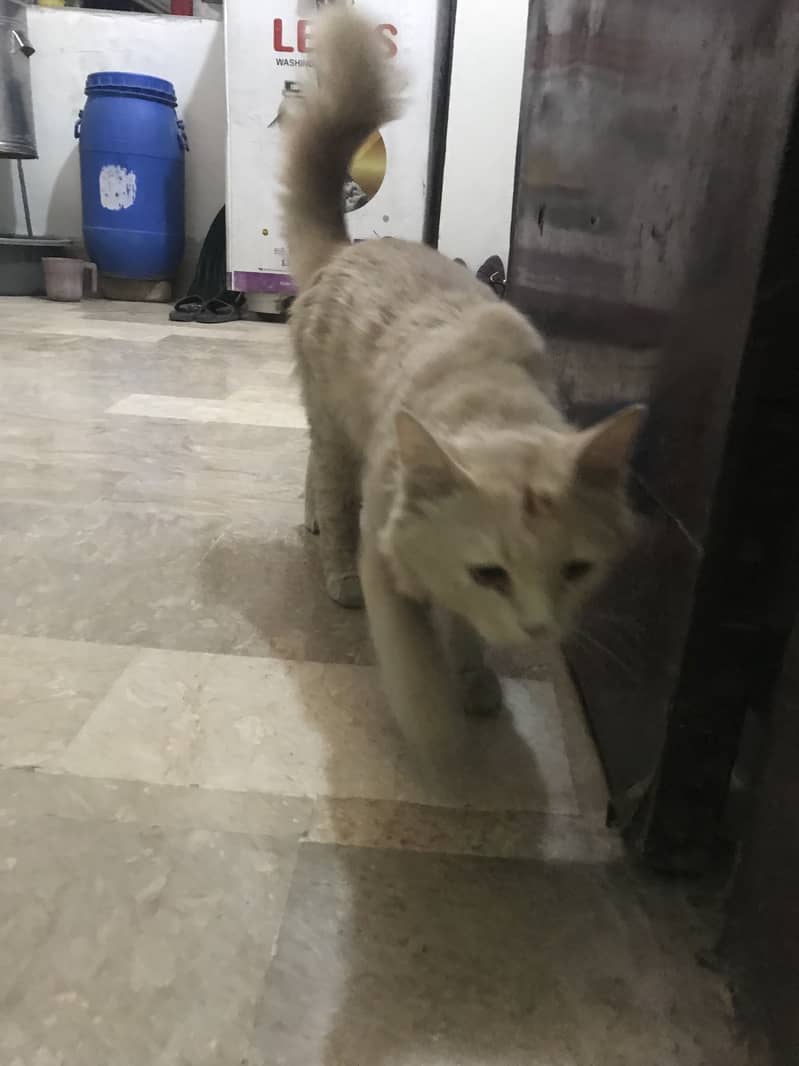 Selling cat 2