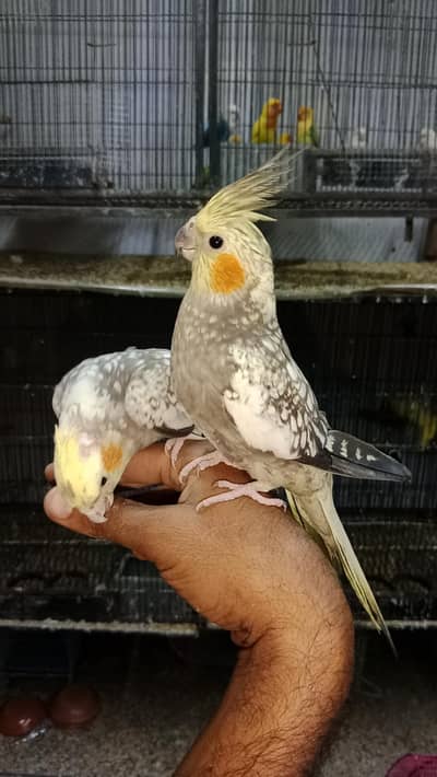 cocktail conure rosicoli dove lovebirds yellow parrot