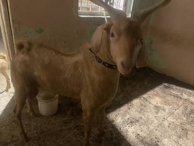 Tapra bakra for sale age 1.5 2 daant breeder bakra