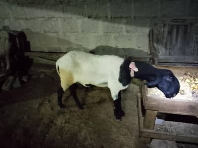 larkana breed