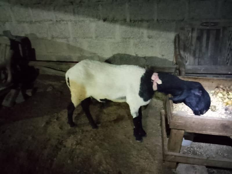 khara breed 0