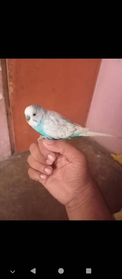 hand tame male