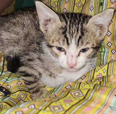 Rescued Tabby Kitten