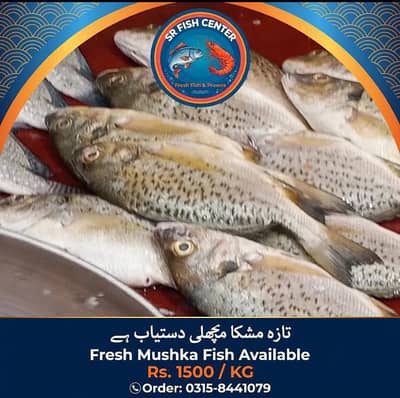 Fresh Fish and Prawns Available - Karachi - Rs 1500/KG