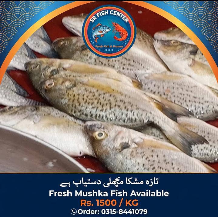 Fresh Fish and Prawns Available - Karachi - Rs 1500/KG - Fish - 1120916669