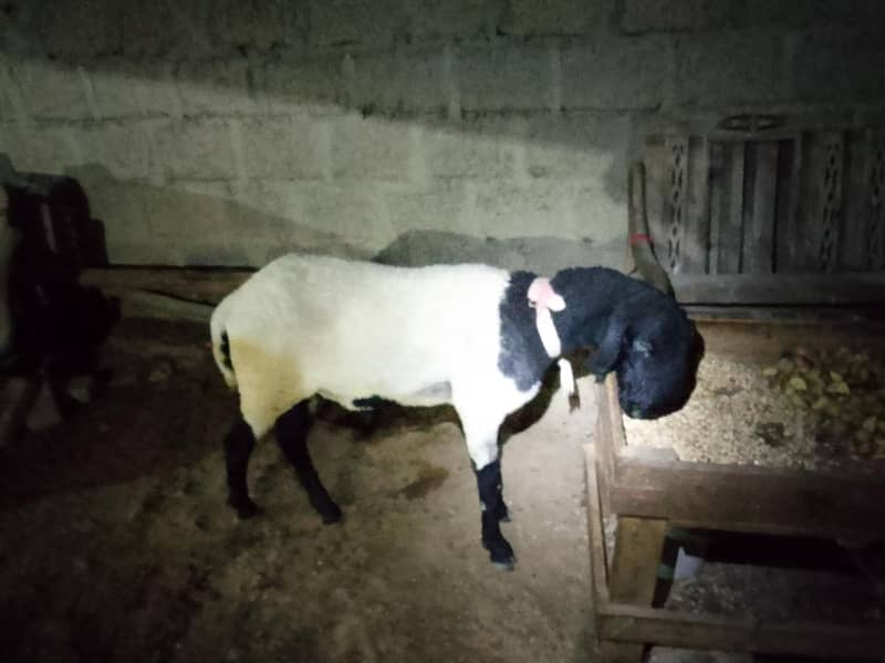 khara breed 1