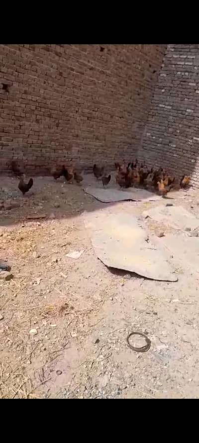 golden misri Han for sale (03087699446)