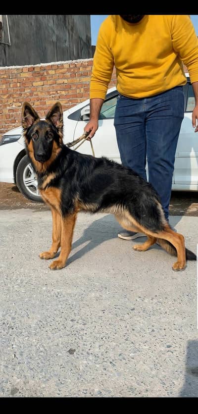 I want to sale my long coat pedigree German shepherd female 7 months a