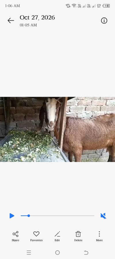 Desi Bakri