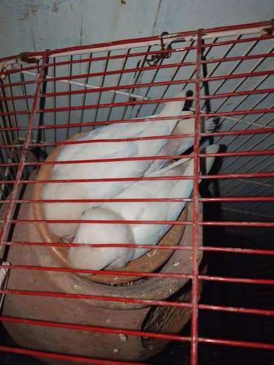 White Fischer Parblue White Lovebird Breeder Pair