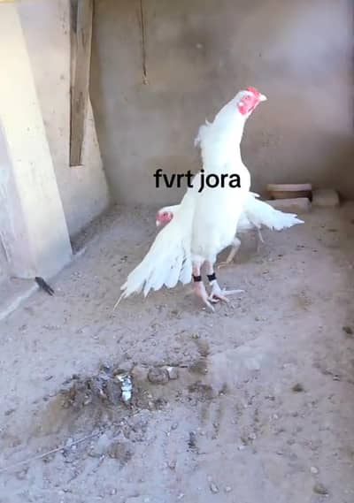 paper white aseel eggs for sale