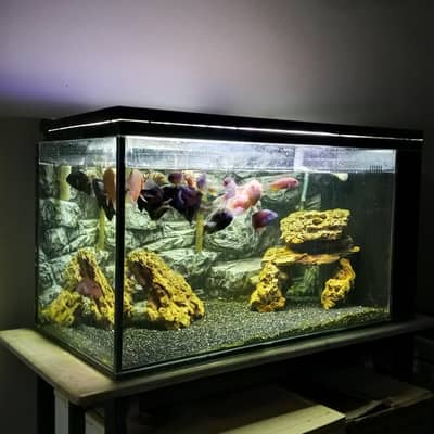 3 feet aquarium setup for sale
