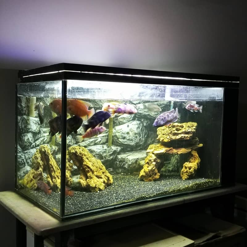 3 feet aquarium setup for sale - Aquariums - 1120917089