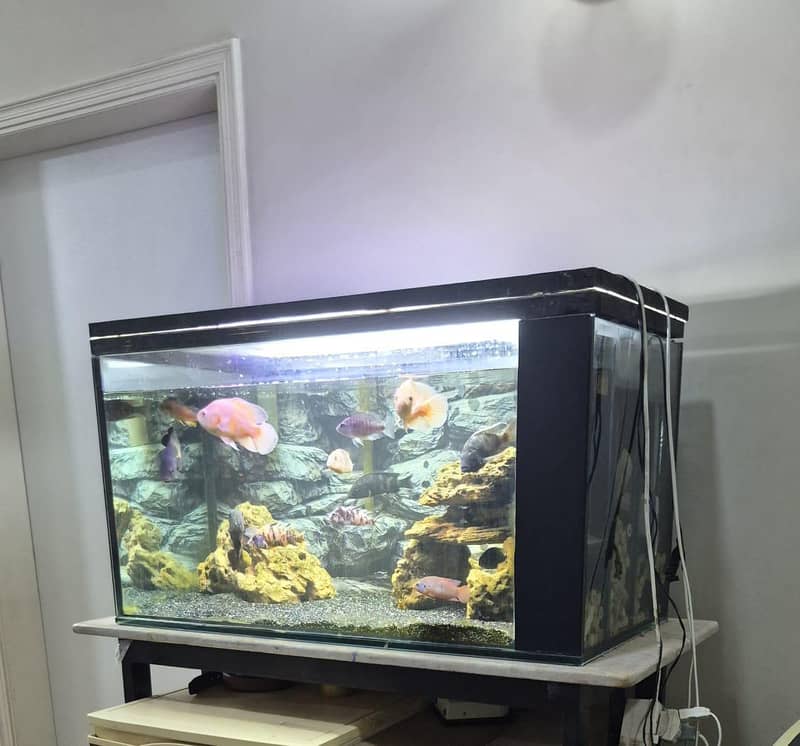3 feet aquarium setup for sale - Aquariums - 1120917089