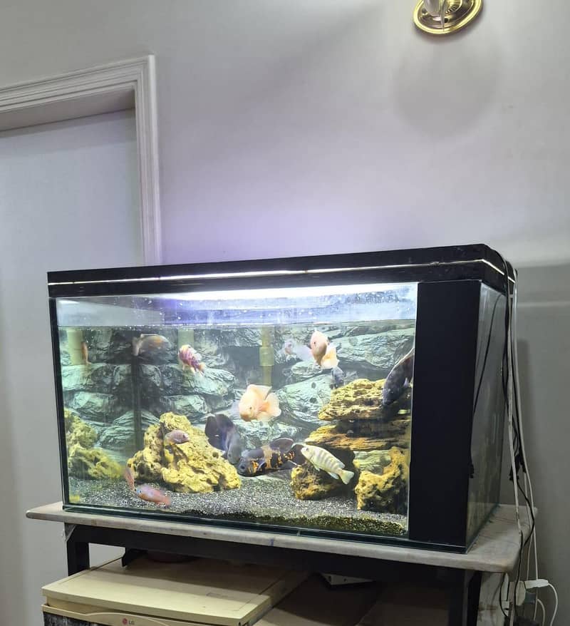 3 feet aquarium setup for sale - Aquariums - 1120917089