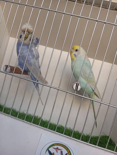 rainbow pair