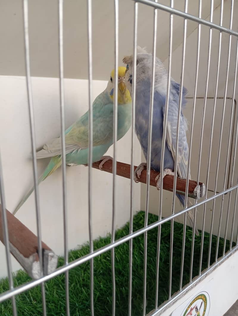 rainbow pair 2