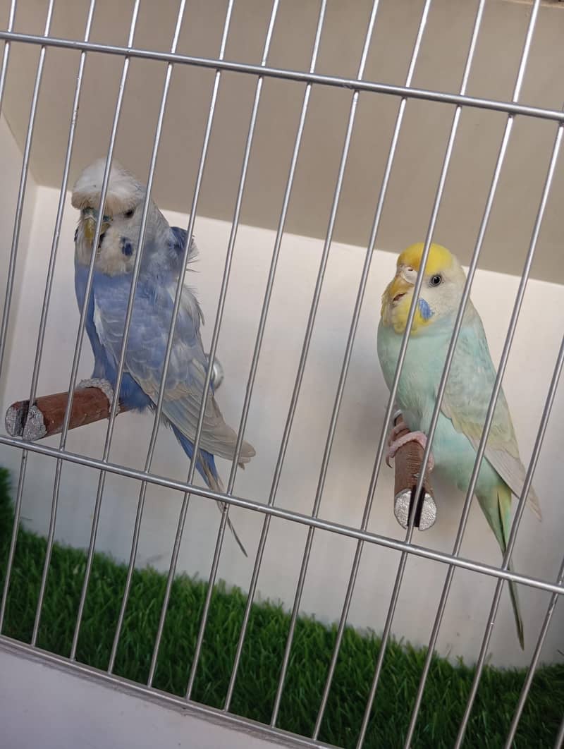 rainbow pair 3