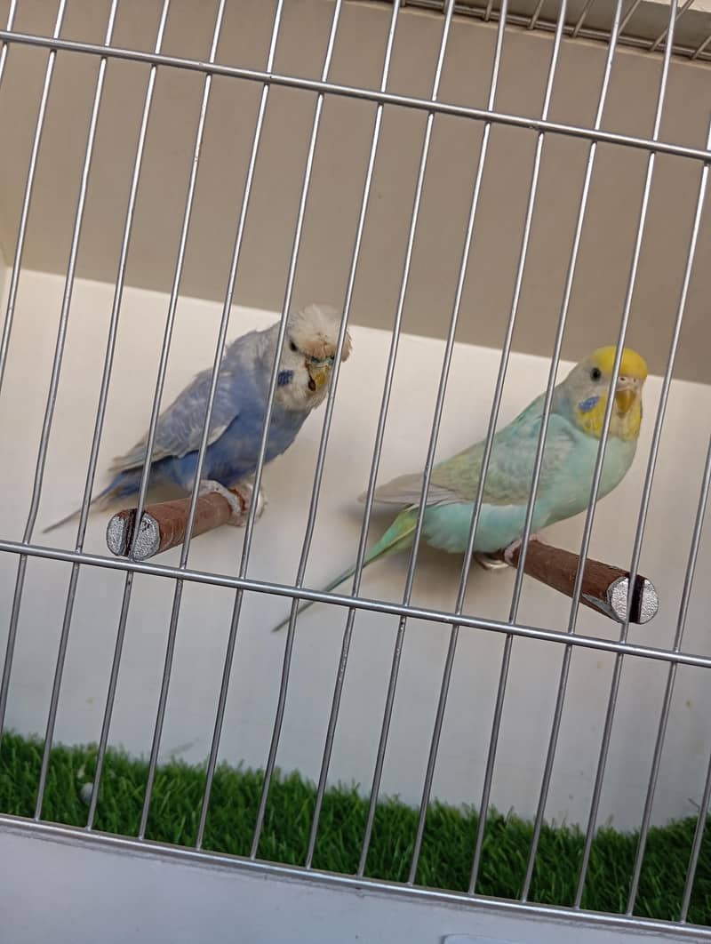 rainbow pair 4