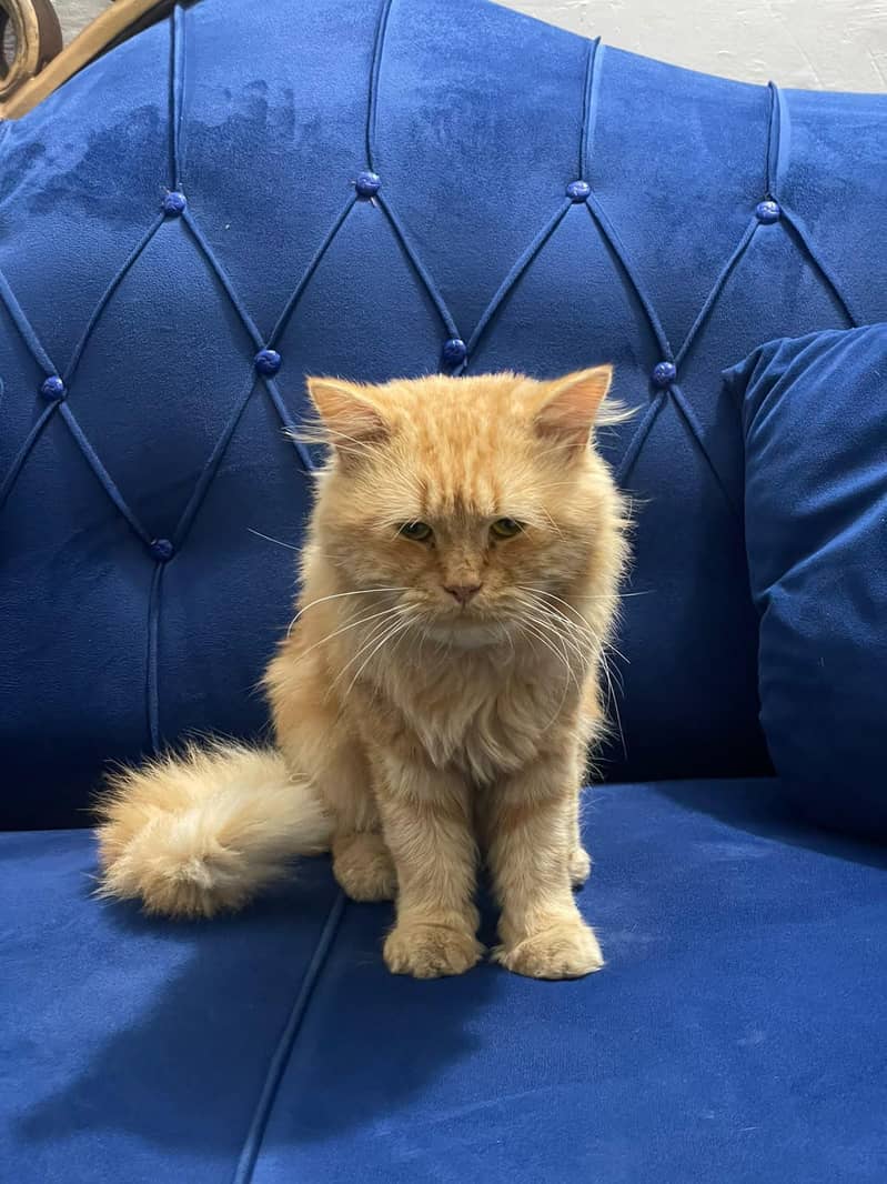 cats b 0