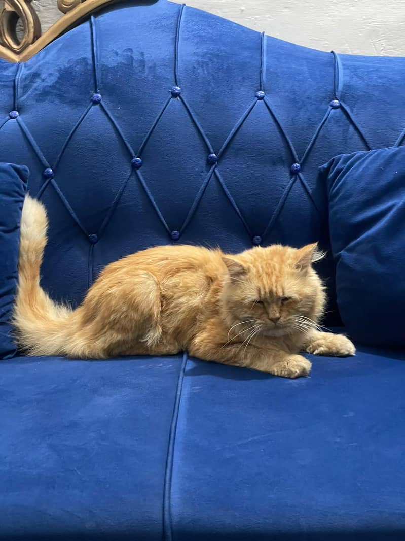 cats b 1